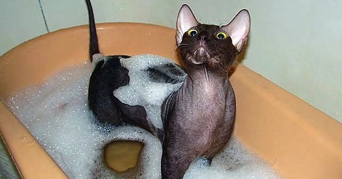 Нужно ли мыть котов. Котик в ванной. Сфинкс в ванной. Кошка в ванной. Сфинкс кошка в ванной.