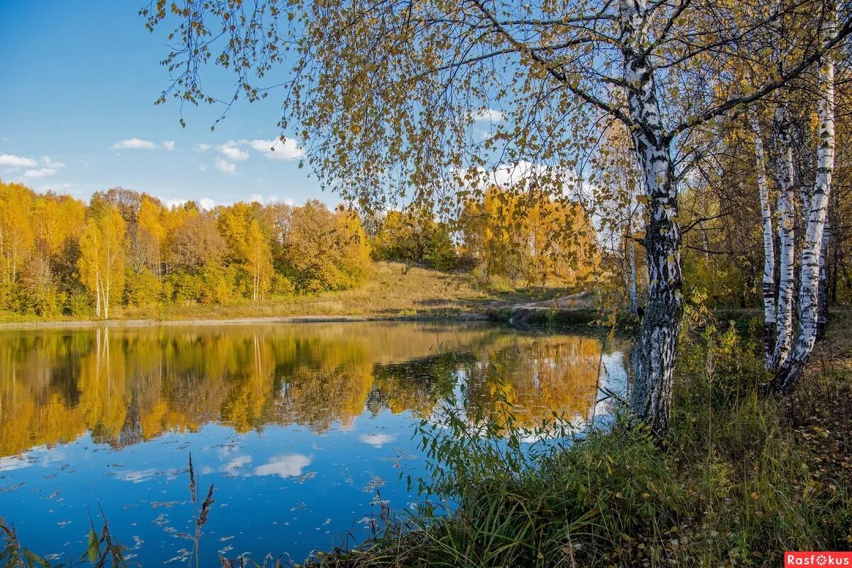 березы яркое солнце. погожий день. березы солнце. снег и солнце. сентябрь природа бабье лето.