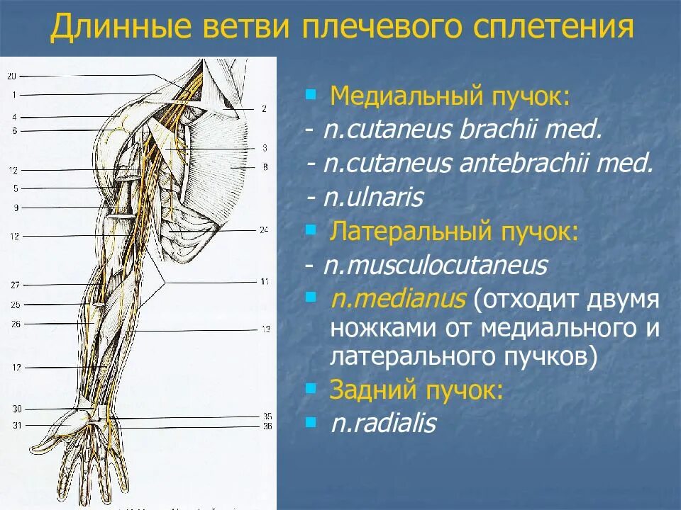 Нервы Пучков плечевого сплетения. Нервы плечевого сплетения длинные ветви. Ветви плечевого сплетения иннервируют. Ветви медиального пучка плечевого сплетения.