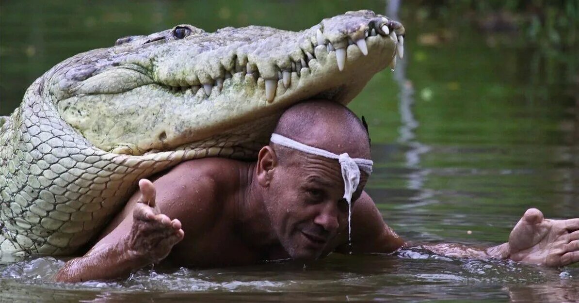 Как выглядит человек крокодил Eat ya later, alligator! Smaller reptile falls prey to bigger rival who rips it