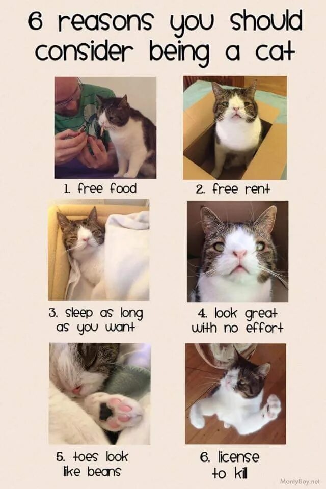 Should consider. Should cats been. reasons why you should consider. six toed cat перевод. 6 reasons you should consider being a cat.
