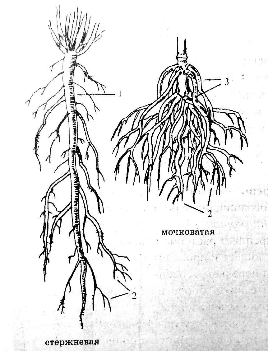 Корневые корешки. Корневая система придаточные корни. Корневая система типы корневых систем.