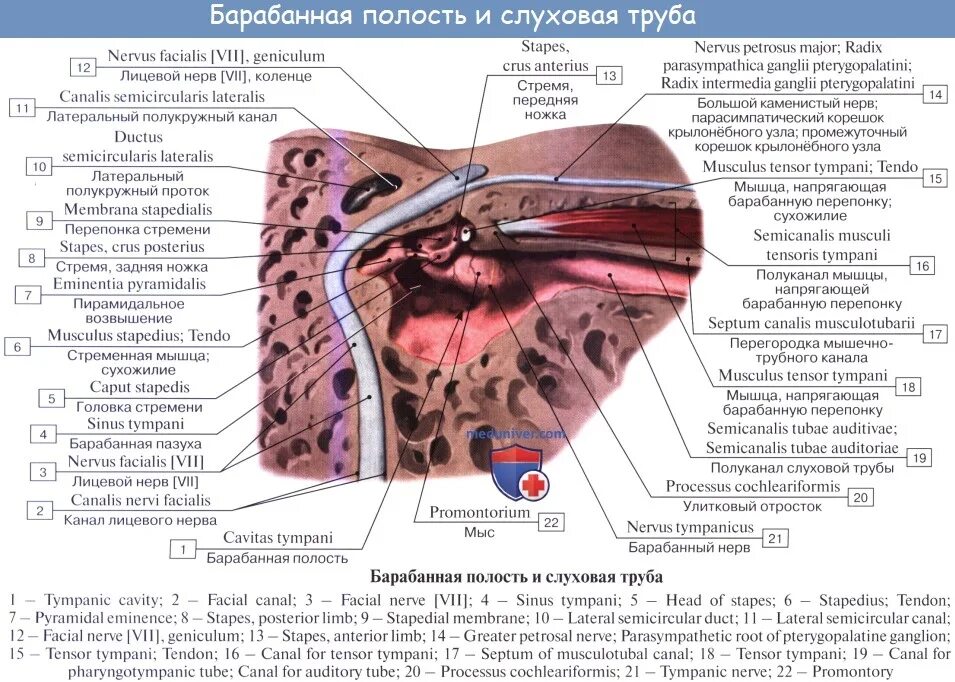 Слуховой латынь. Строение барабанной перепонки гистология. Евстахиева труба анатомия человека. Строение барабанной полости анатомия. Мышца напрягающая барабанную перепонку.