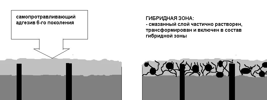 Гибридная зона. Интрогрессивные линии это в биологии. Гибридные зоны. Гибридные зоны. Гибридная зона.