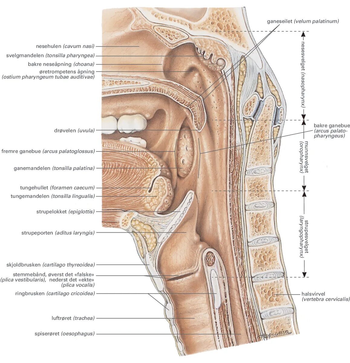 Ostium pharyngeum tubae auditivae. Tubae auditivae. Ostium pharyngeum tubae auditivae анатомия. Ostium pharyngeum tubae auditivae анатомия латынь.
