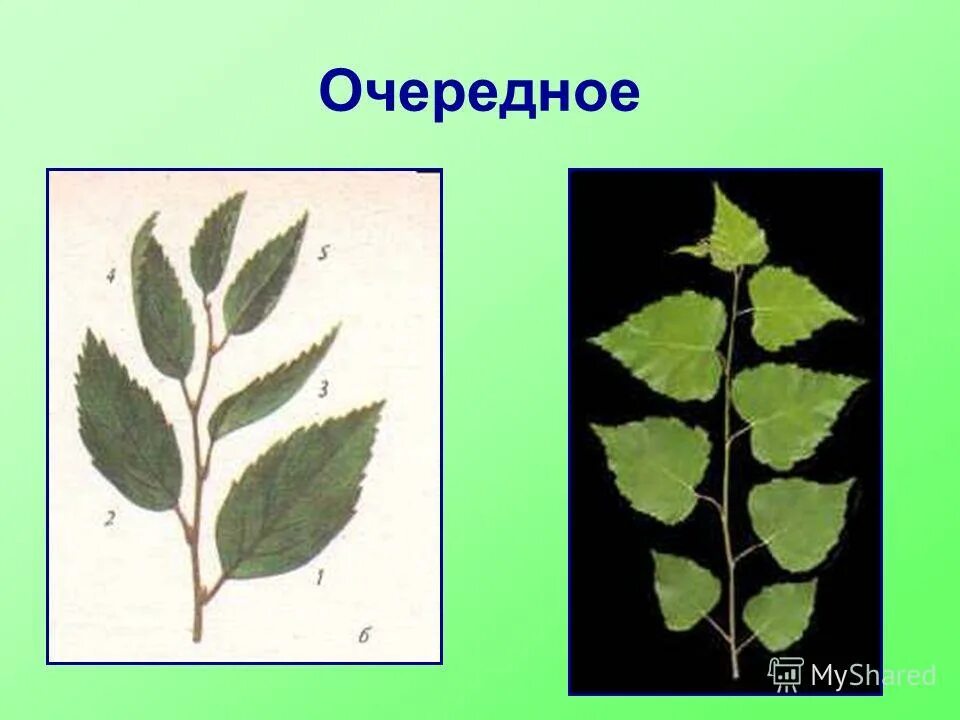 Внешнее строение листа сирени. Двудольные жилкование листа. Листья осины листорасположение. Листо расположения берёзы. Уссурийский заповедник липа амурская.