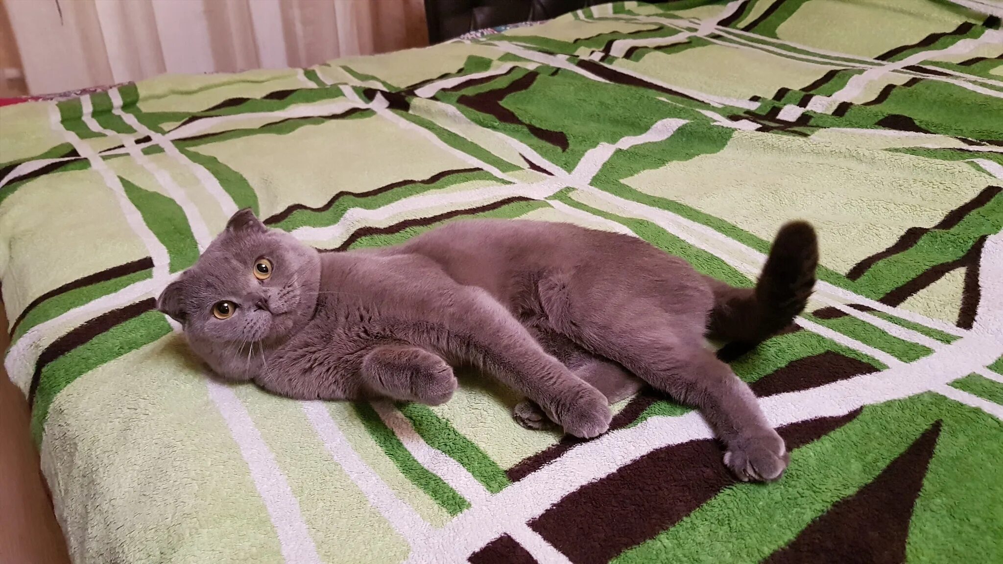 Кот для вязки шотландский. Кот для вязки британец. Кот для вязки. Кот для вязки. Ищу кота для вязки британец реклама.