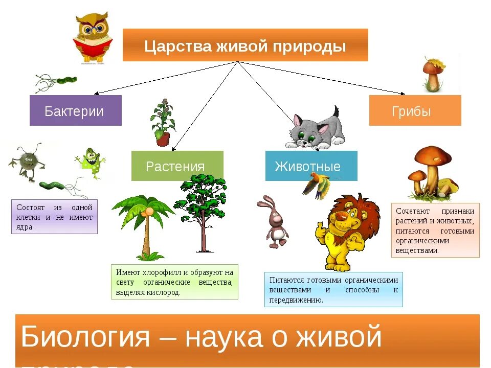 Урок проект биологии. Многообразие живой природы. Царства живой природы. Царства живой природы схема. Царства живой природы 5 класс.