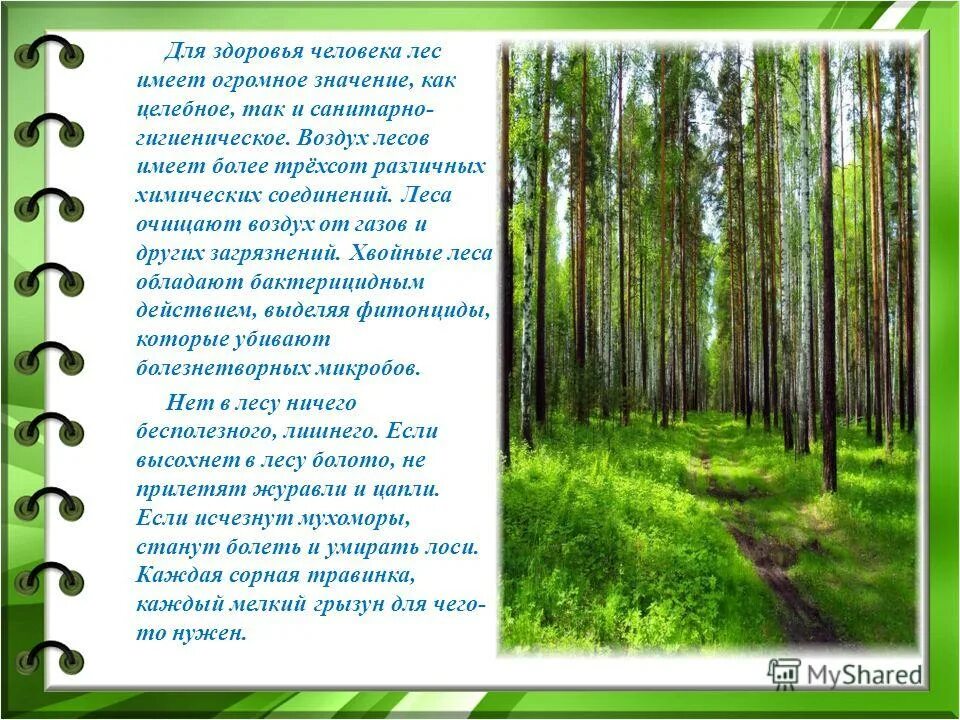 лес очищает воздух от пыли. лес как источник кислорода. лес очищает воздух. роль зеленых насаждений в городе. дерево в воздухе.