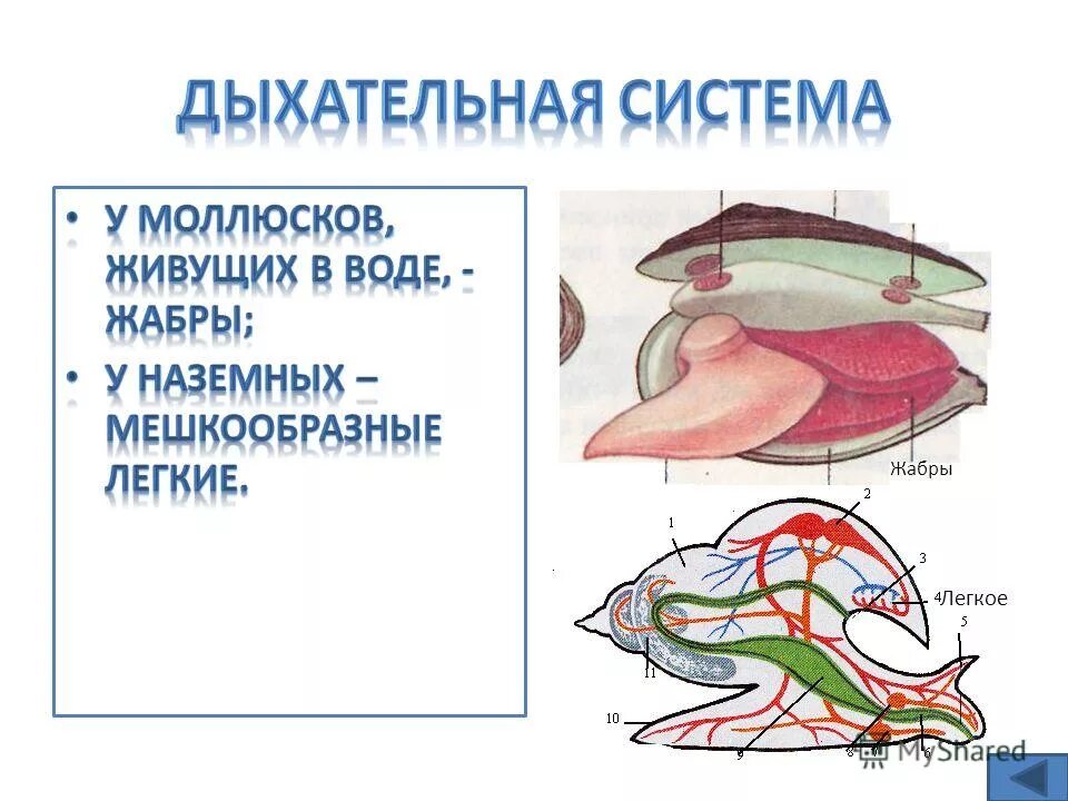 Какие органы дыхания характерны для наземных моллюсков. Дыхательная система моллюсков 7 класс. Моллюски строение дыхательной системы. Органы дыхательной системы брюхоногих моллюсков. Строение брюхоногих дыхательная система.