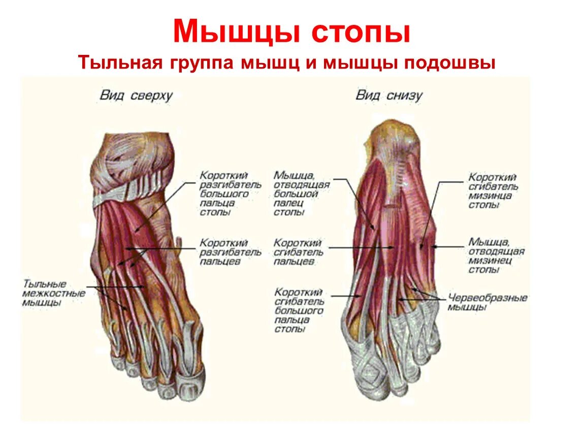 Строение стопы анатомия. Мышцы стопы анатомия подошвенная. Латеральная группа мышц стопы. Стопа анатомия мышцы и связки ноги. Подошвенная поверхность стопы анатомия кости.