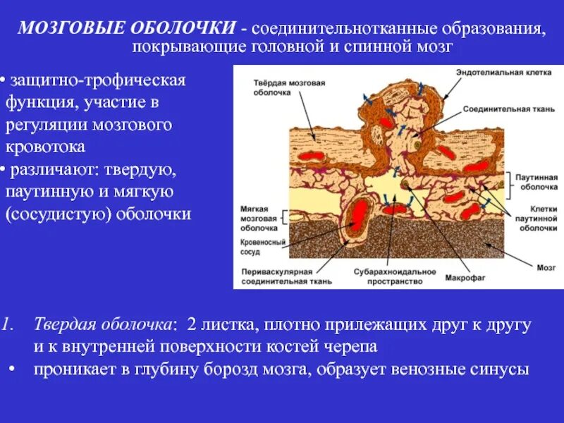 Строение твердой оболочки головного мозга. Оболочки головного мозга твердая паутинная и мягкая. Мягкая сосудистая оболочка. Функции паутинной оболочки головного мозга. Мягкая сосудистая оболочка.