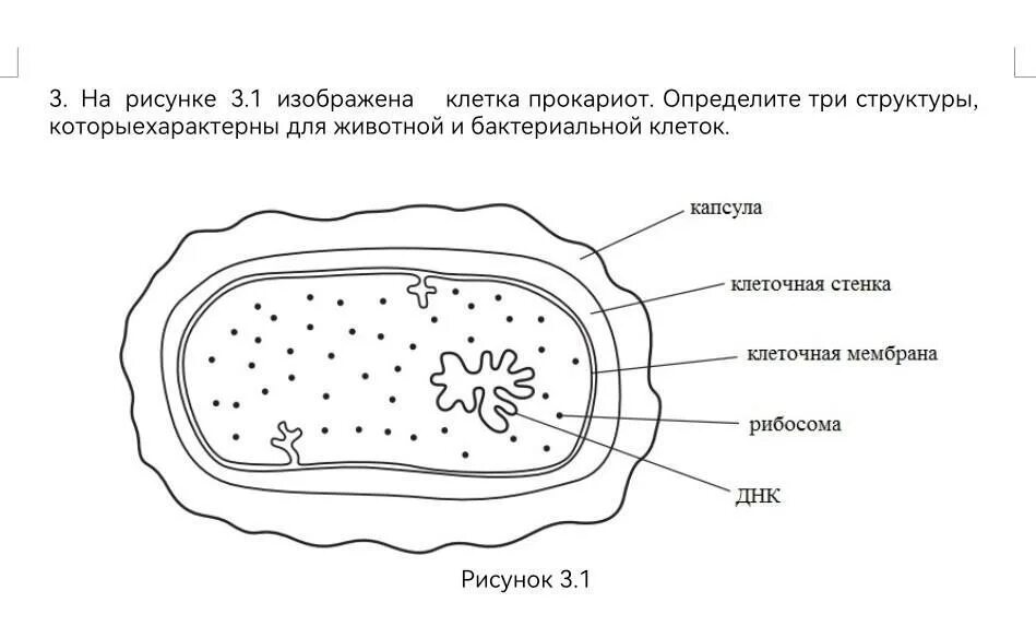 На каком рисунке изображена клетка бактерий. Клетка прокариот рисунок. Клетка бактерии рисунок. Рисунок на котором изображена клетка бактерии. Прокариот строение рисунок.