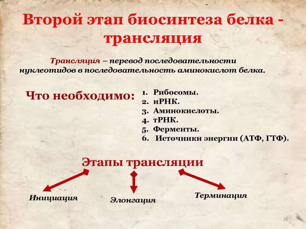 Биосинтез 3 этапа