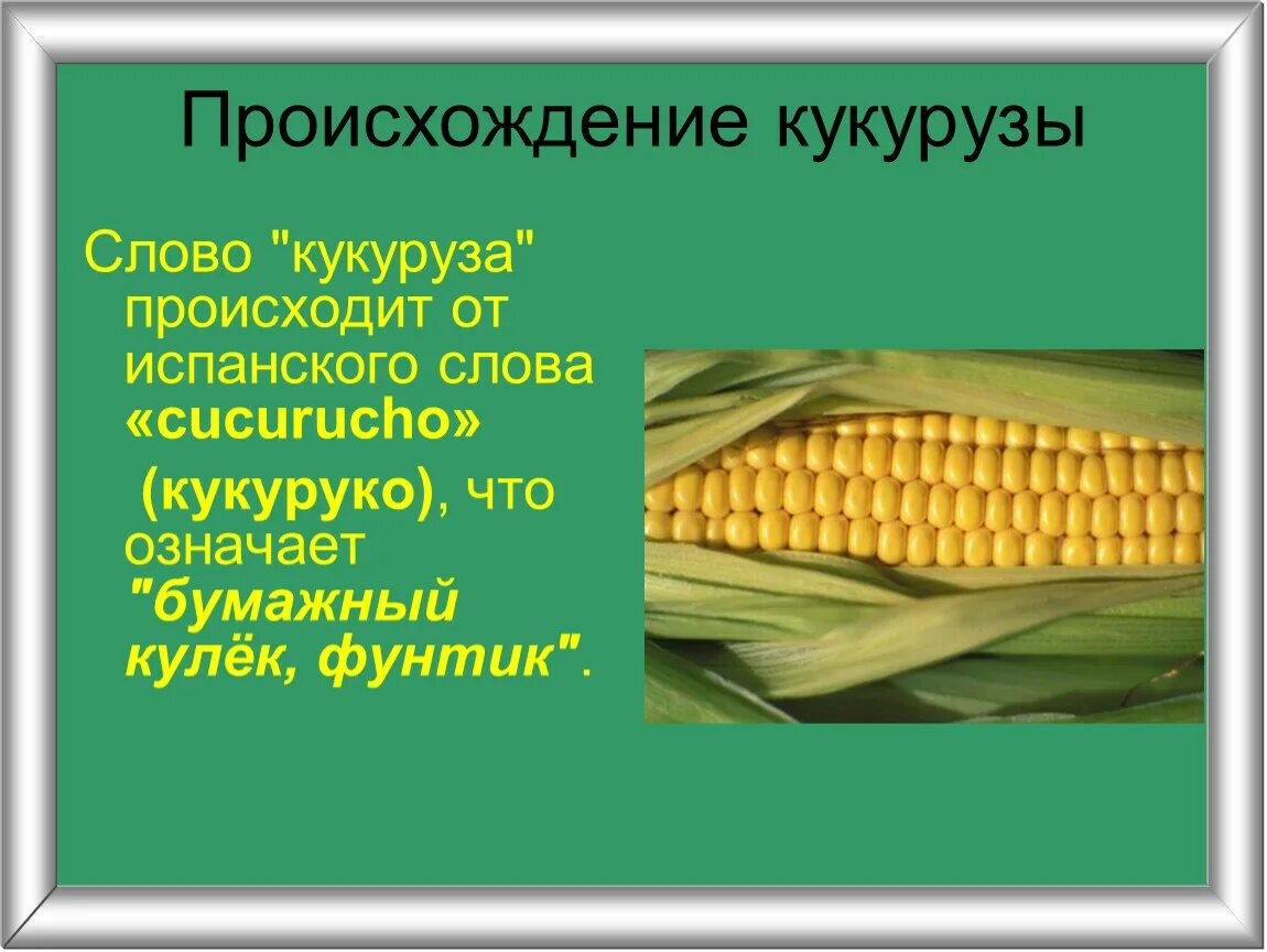 Кукуруза относится к группе. Происхождение кукурузы. Кукуруза презентация. Кукуруза культурное растение. Загадка про кукурузу.