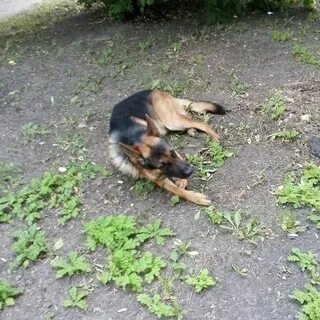 Скинул собаку