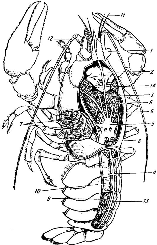 Строение речного рака рисунок. Внутреннее строение речного арка. Ракообразные(Речной рак) нервная система. Crustacea внутреннее строение. Внутренне строение ракообразных.