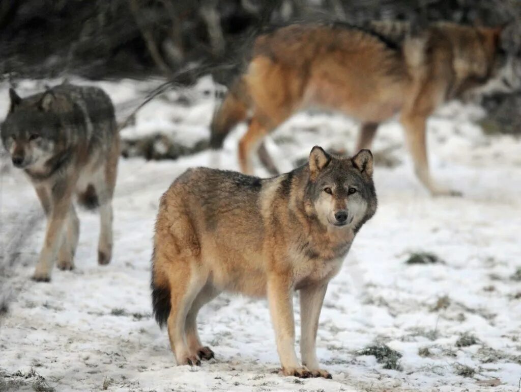 стадо волков. стая волков. средне европейский волк. где произошли волки. тебердинский заповедник волки.