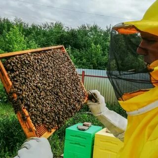 Пчеловод кинотеатр