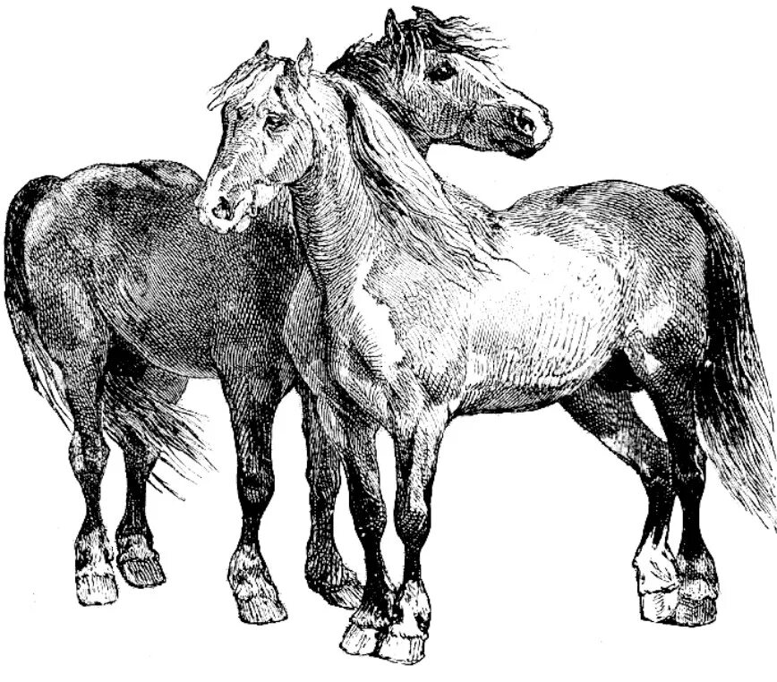 Черное рисунок лошади. Изображение лошади. конь рисунок. картинки лошадей. картина лошади чб.