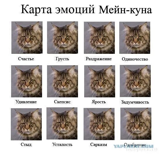 Мейн кун девочка вес: найдено 89 изображений