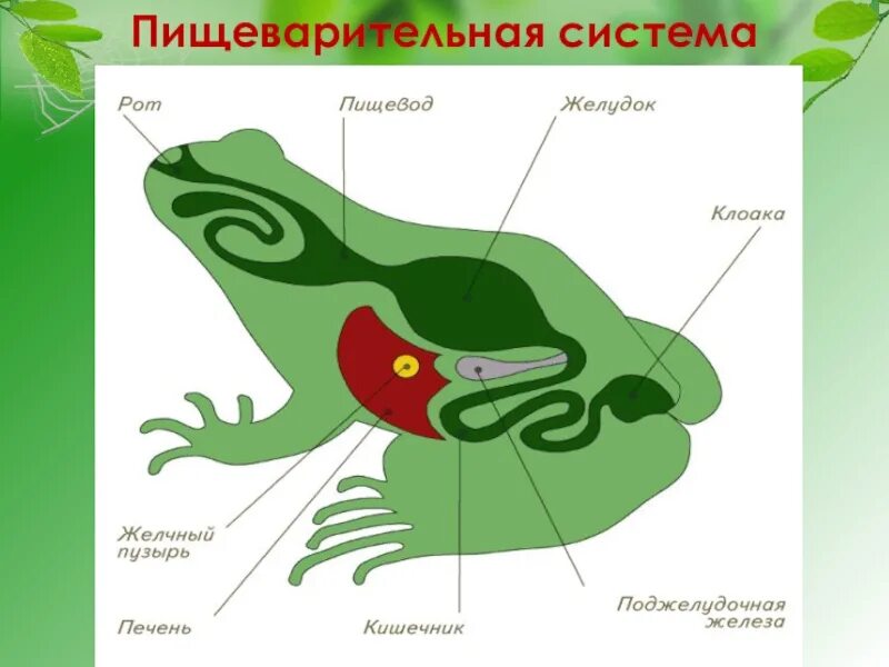 Тест по биологии 7 амфибии. Земноводные пищеварительная система 7 класс. Система пищеварительной системы лягушки. Схема пищеварительной системы лягушки 7 класс. Схема строения пищеварительной системы земноводных.