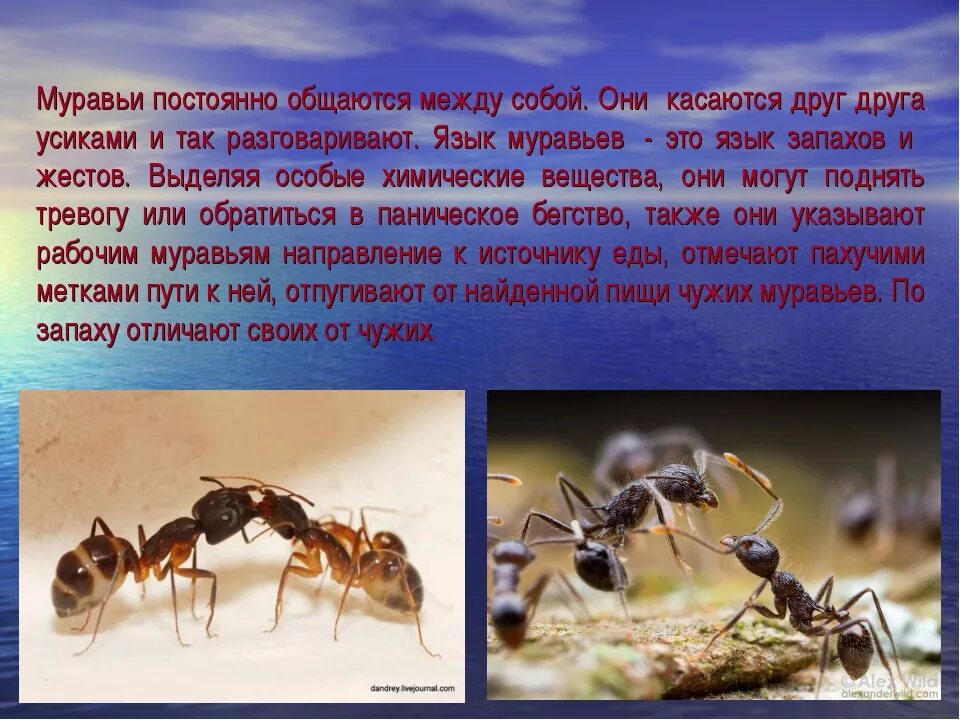 Презентация про муравьев. Сведения о муравьях. Рассказать про муравья. Доклад о муравьях. Текст муравей 2 класс