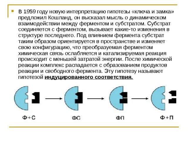 Теория ключ замок ферменты. Гипотеза ключ замок биохимия. Теория индуцированного соответствия Кошланда. Гипотеза «ключ-замок» и гипотеза индуцированного соответствия..