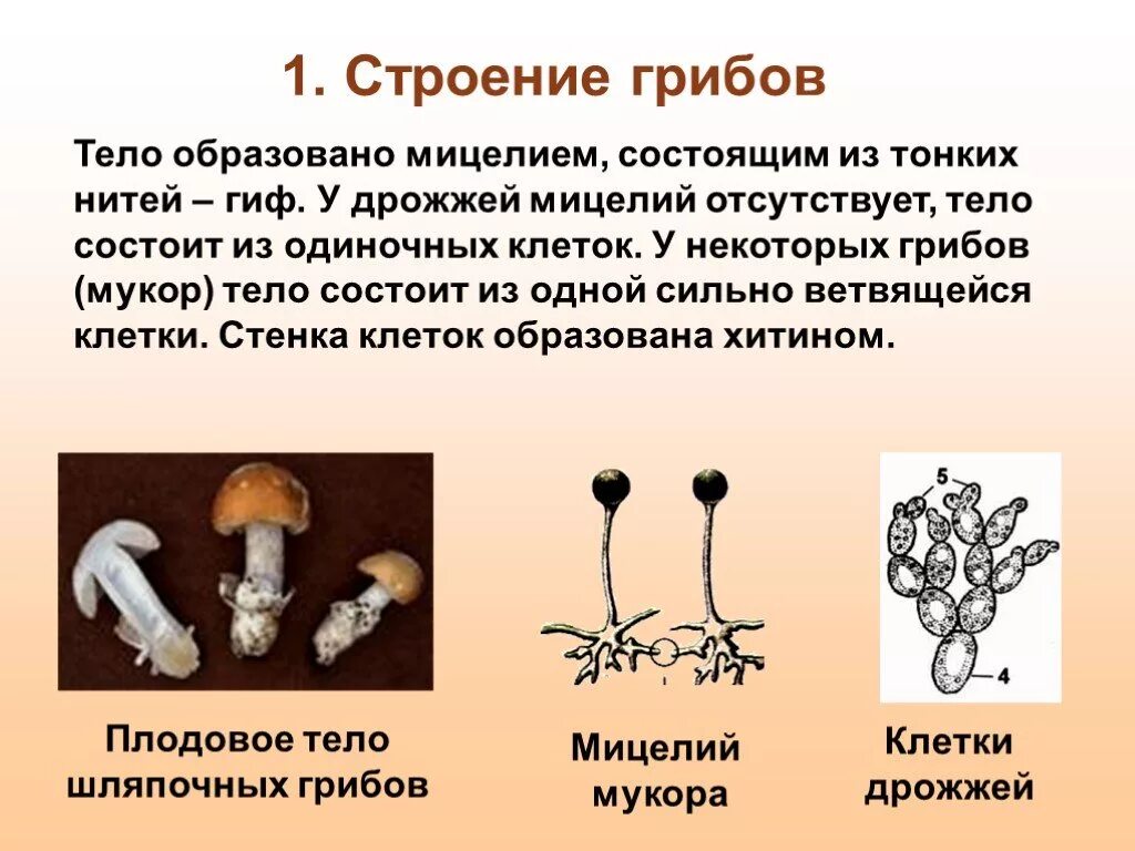Споры гриба и нити. Строение мицелия опят. Мицелий грибов образуют:. Мицелий шляпочного гриба. Мицелий грибов строение гриба.