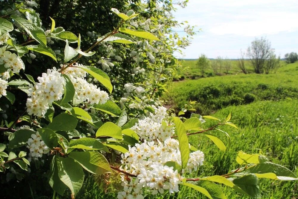 черемуху и ручей поэт изобразил как живые