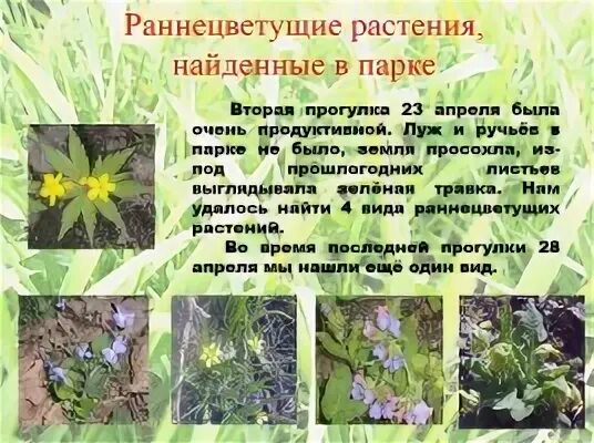 Сообщение о раннецветущих растениях 2 класс. Ранне цветушие растения. раннецветущие растения весной. названия раннецветущих растений. какие раннецветущие растения есть.