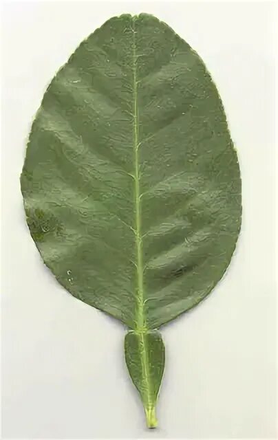 Лист дерева грейпфрут. Грейпфрутовое дерево. Помело лист. Помело растение. Помело цитрусовые.