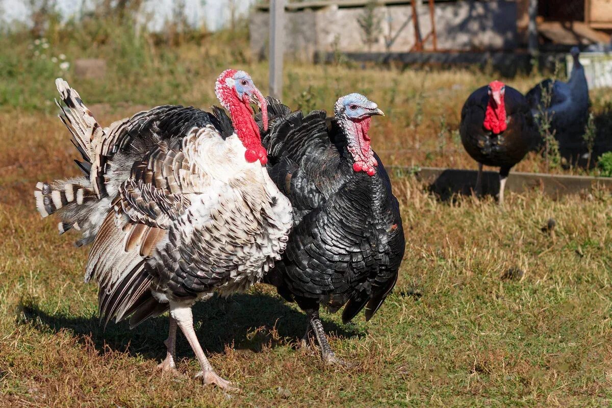 бронза 708 индюки. индюки породы хайбрид конвертер. индюки породы биг 6. московская бронзовая порода индюков. индюки самые.