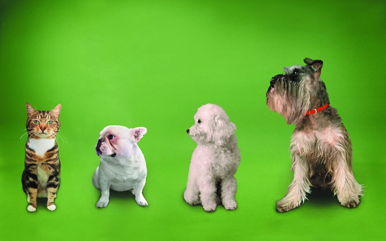 Про груминг. Фон кошки собаки. Собака на зеленом фоне. Груминг собак. Собака на салатовом фоне.