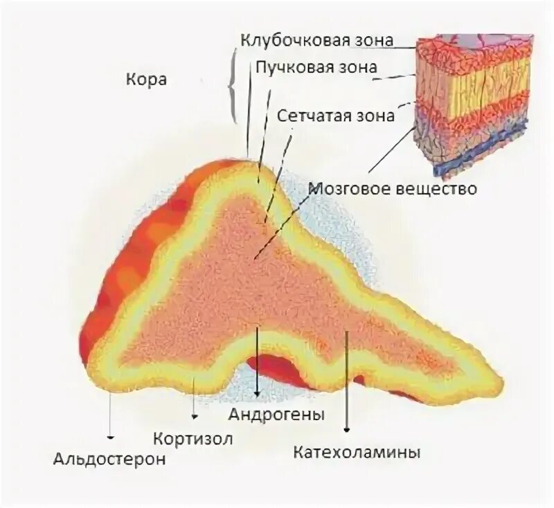 Сетчатая зона. Зоны коркового слоя надпочечников. Сетчатая зона коры надпочечников. Клубочковая зона коры надпочечников строение.