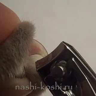Котенок можно подстригать ногти