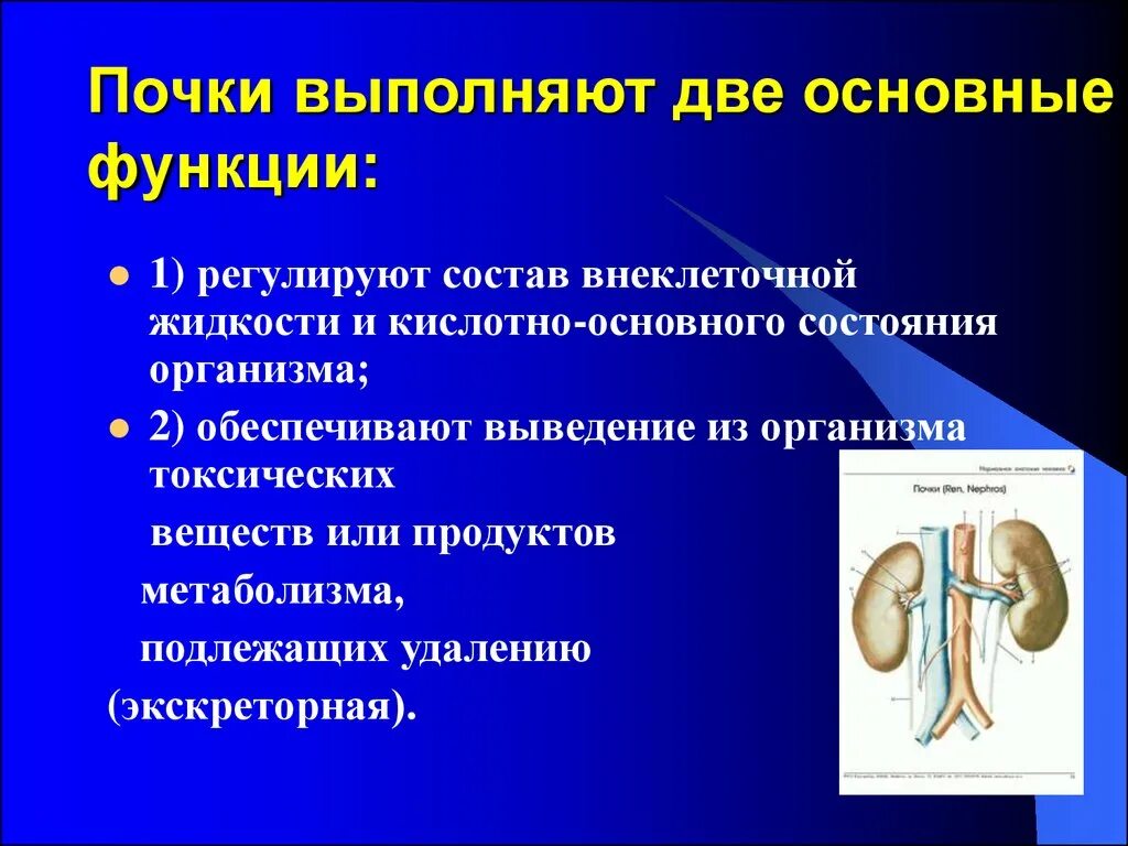 Мочевыделительная система. Функции выделительной системы. Функции мочевыделительной. Функции почек в мочевыделительной системе. Мочевыделительная система презентация 9 класс