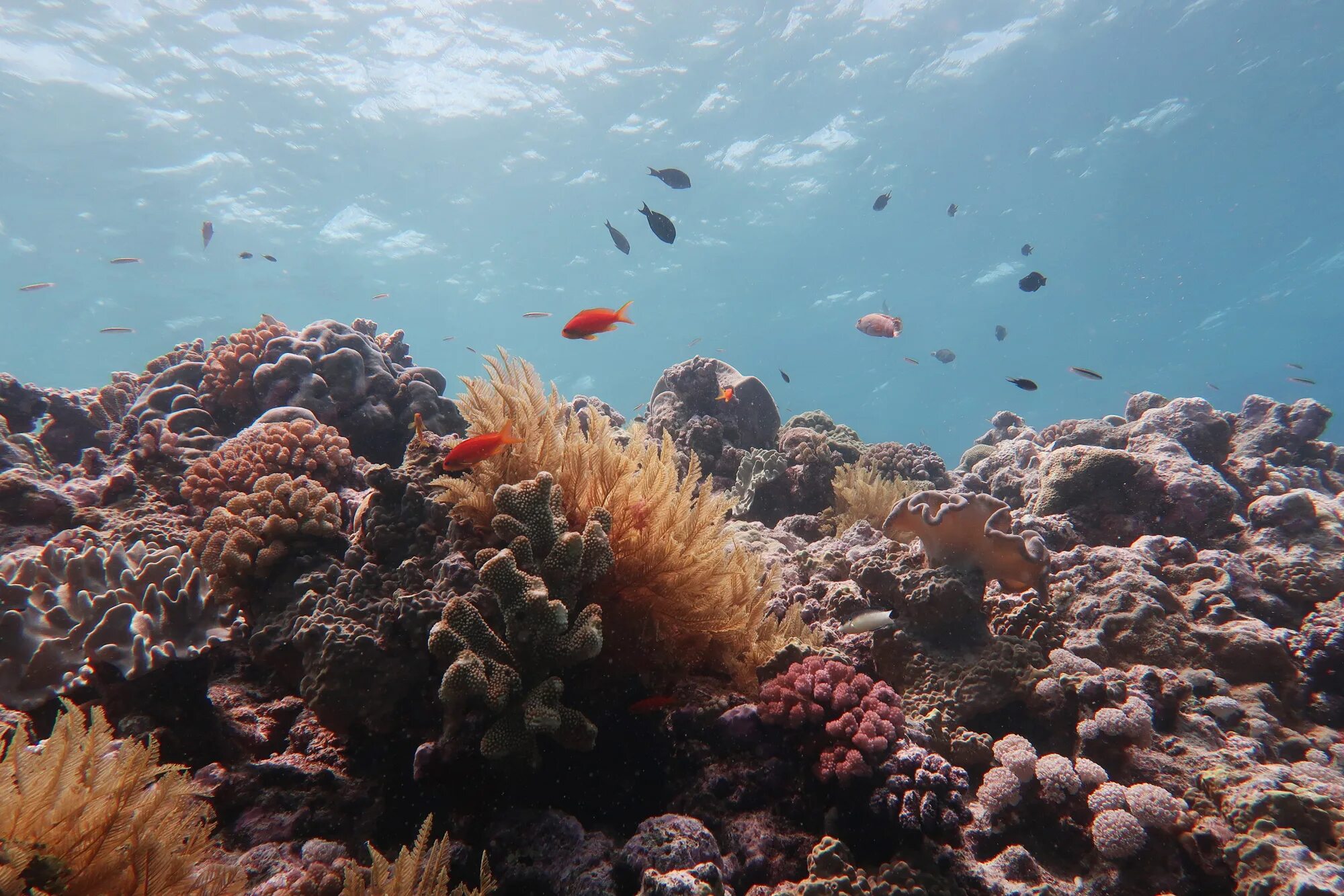 Коралловый риф протянувшийся вдоль восточной окраины материка. Коралловый риф в Австралии. Барьерный риф в Австралии. Большой Барьерный риф кораллы. Кораллы большого барьерного рифа Австралия.