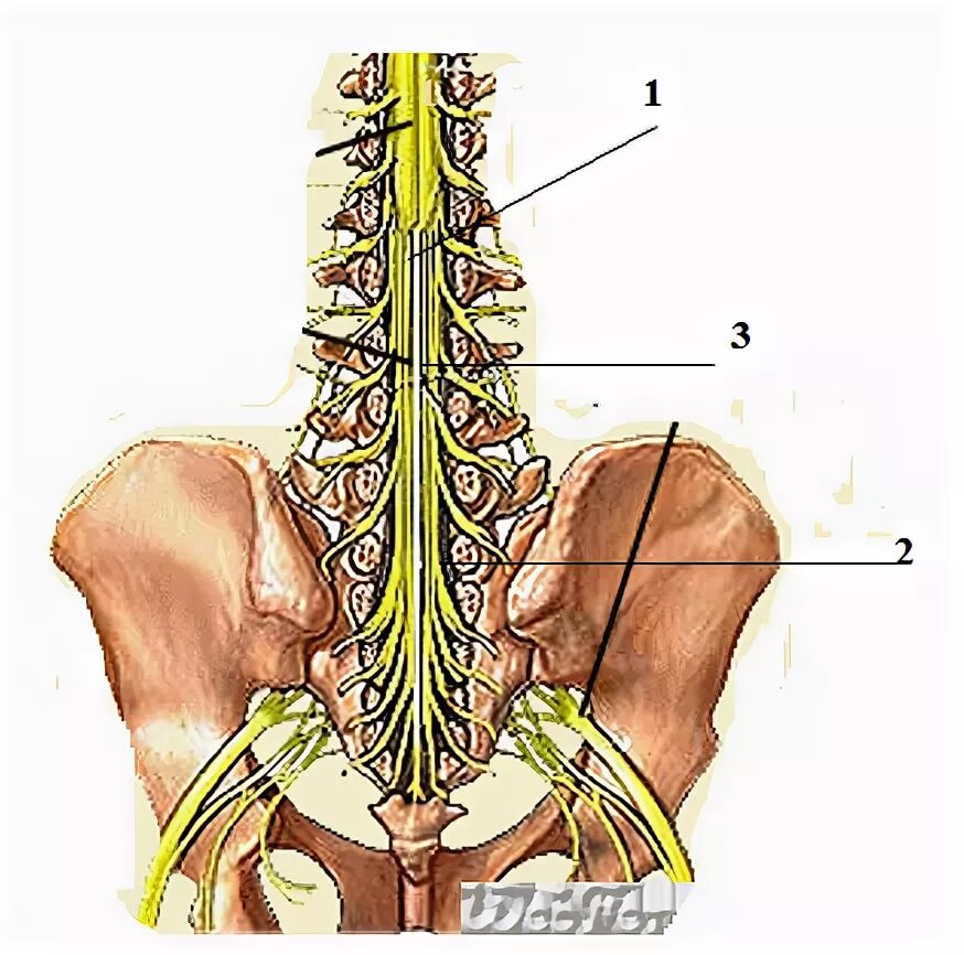 Корешки поясницы. Конский хвост спинного мозга. Защемление корешка спинного мозга. Конский хвост спинного мозга анатомия. Позвонки и нервные окончания.