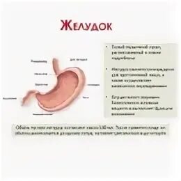 Сфинктер между желудком и пищеводом. Желудок человека расположение. Размещение желудка у человека. Маркеры желудка