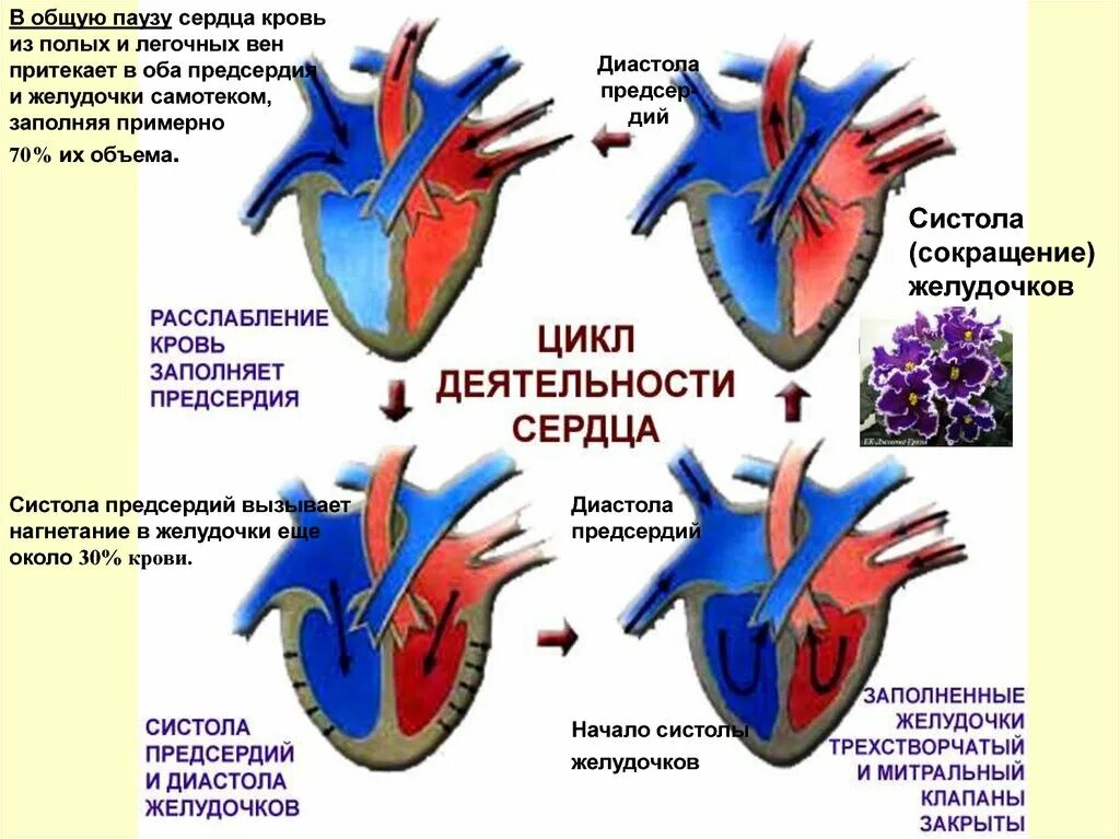 Створчатые клапаны при сокращении желудочков