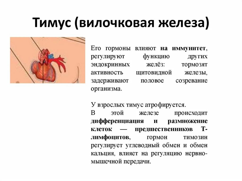 Железы регулирующие работу других желез. Тимус железа гормоны. Вилочковая железа тимус регулирует. Тимус эндокринная железа. Тимус иммунитет.