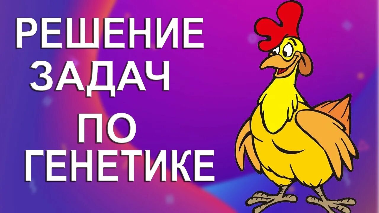 Наследование белого оперения у кур. Андалузские куры скрещивание. Андалузские куры неполное доминирование.