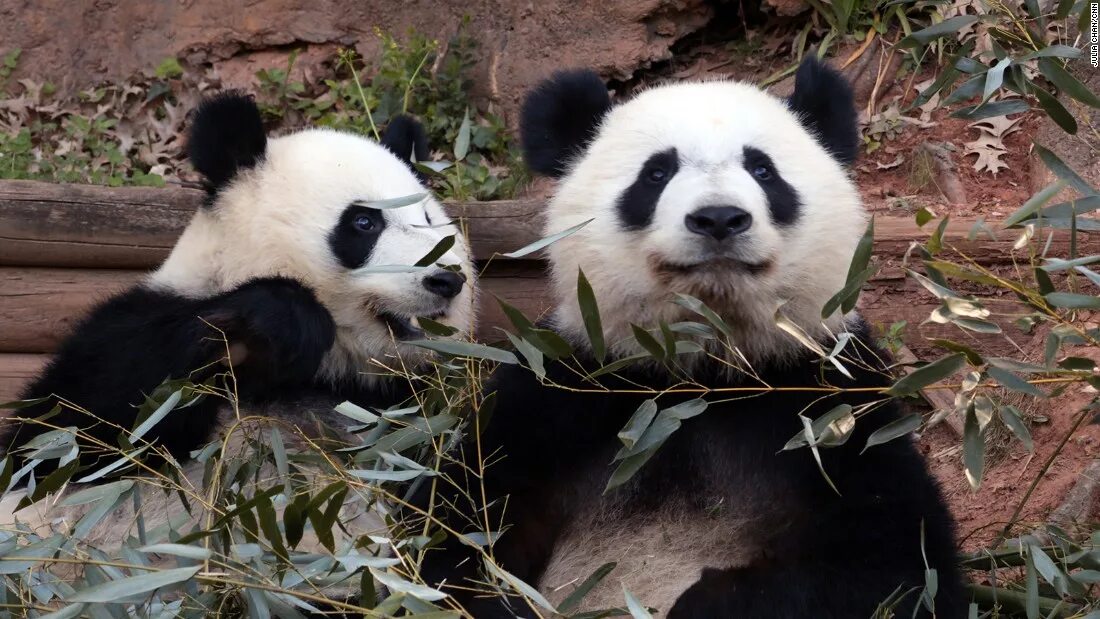 Pandas having
