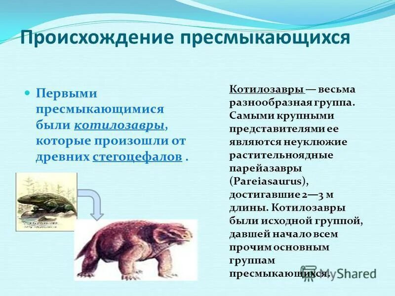 Доказательства происхождения млекопитающих от древних пресмыкающихся. Происхождение пресмыкающихся. происхождение рептилий. предки пресмыкающихся. класс пресмыкающиеся представители.