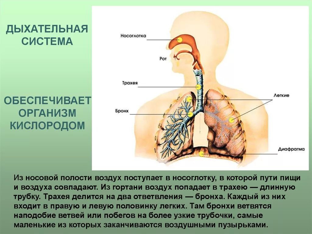 Путь воздуха в организм человека