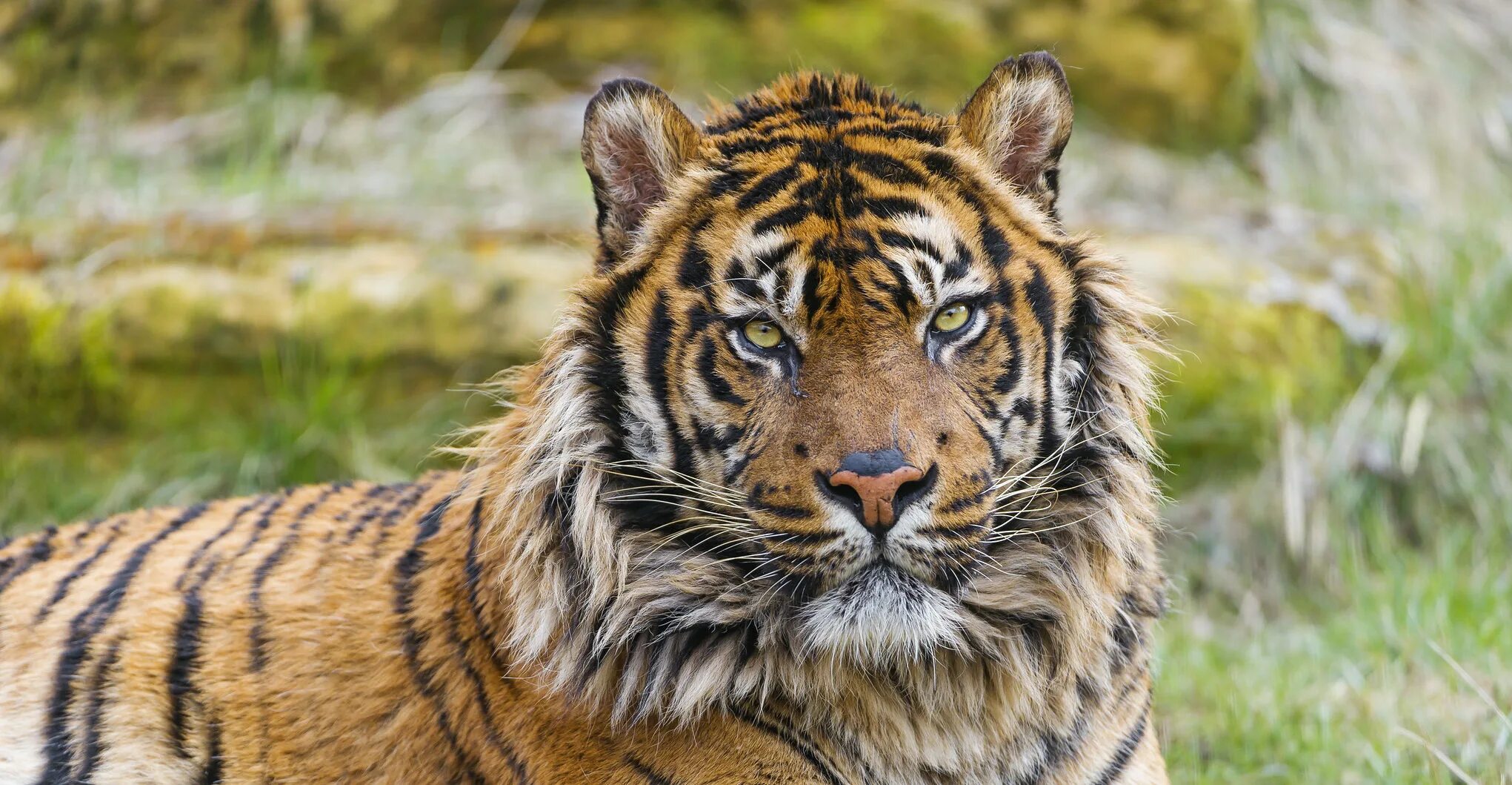 Тайгер на русском. Суматранский тигр. Тигр фото. Величественный тигр. Тигр вид хищных млекопитающих семейства кошачьих.