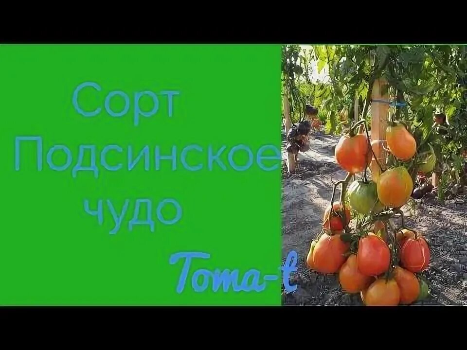Томат подсинское чудо отзывы фото. Сорт томата подсинское чудо. томат подсинское чудо отзывы. томат подсинское чудо описание сорта фото отзывы. томат минусинский подсинское чудо фото.