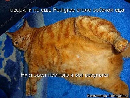 Надоело жрать