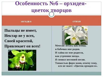 Значение цветов орхидеи